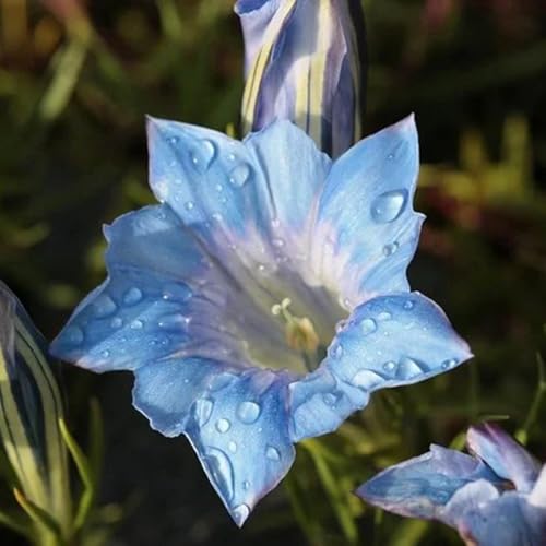 Semillas de genciana, variedades antiguas semillas de regalos para jardineros jardín de semillas de balcón 200pcs