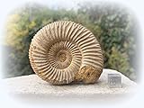 fossil ammonite facts Alle unsere Fossilien sind 100% echte Exemplare und werden mit einem Echtheitszertifikat geliefert. **