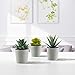 Artificial Succulents Set of 3 Mini Realistic Fake Plants with Plastic Pots for Home and Office Decoration, Including Aloe, Echeveria laui and Haworthia coarctata f. greenii, 4in (H) x 3.5in (W)