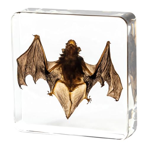 Image of Taxidermy Bat, Real Insect Bat Specimens in Resin for Closer-Look & Study in Safe Healthy Manner, Novelty Fun & Educational for Classroom Teaching, Home Office Decor (M: 3.0x3.0x1.0-inch)