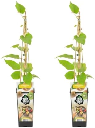 Bloomique - Set de 2 - Actinidia deliciosa ‘Jenny’ - Planta de ki...