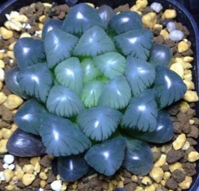 MITRAEE Haworthia obtusa - Semillas transparentes para plantas de cristal (90 unidades)