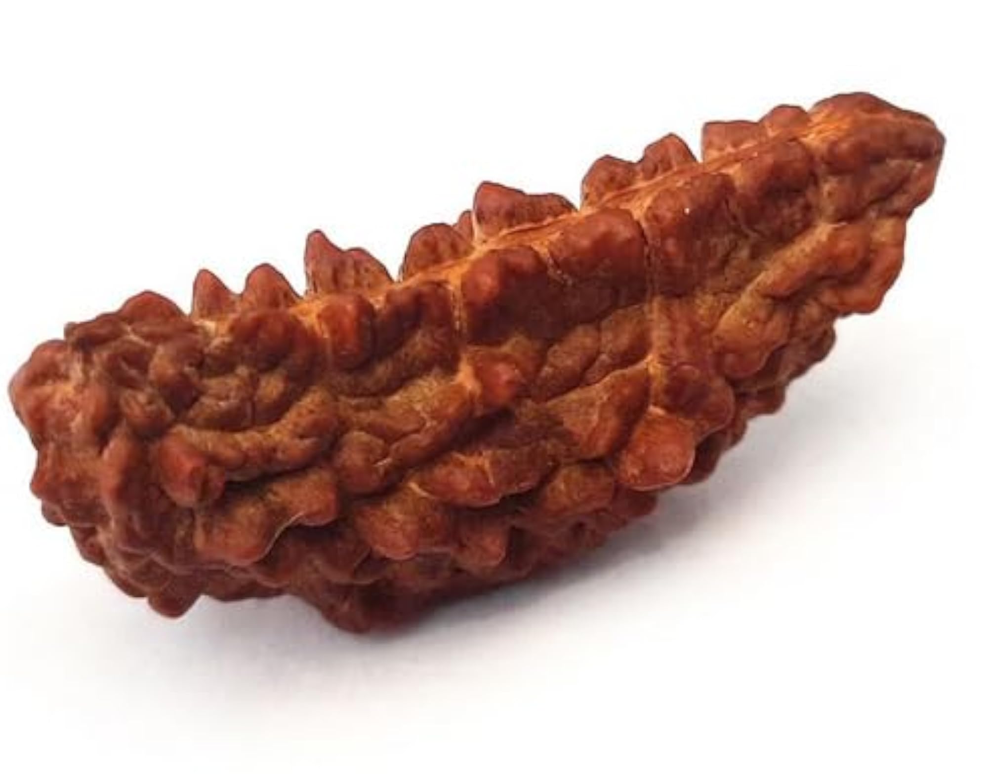 Natural Brown Kajudana Rudraksha Half Moon Pendant, Lab Certified