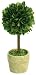 Mills Floral Company Box Topiary, Single, Mini 2.5" X 6"