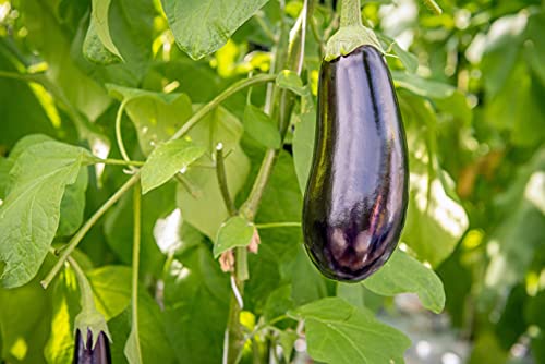 Egg Plant Seeds, 100+ Black Beauty, Heirloom, Non Gmo Seeds, Solanum Melongena #TOP2