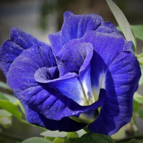 Image of live plants (BLUE APRAJITA)