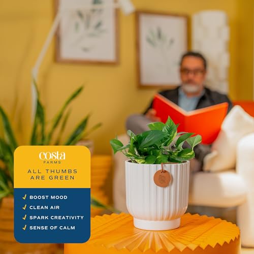 Image of Costa Farms Golden Pothos Live Plant, Devil's Ivy in Decorative Pot, Easy to Maintain, Air Purifying Indoor Houseplant, Home, Room, or Office Decor, House Warming or Birthday Gift, 12-14 Inches Tall