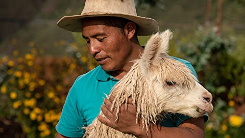 Peruvian Alpacas, Natural Dye, and Traditional Textiles Peruvian Alpacas, Natural Dye, and Traditional Textiles