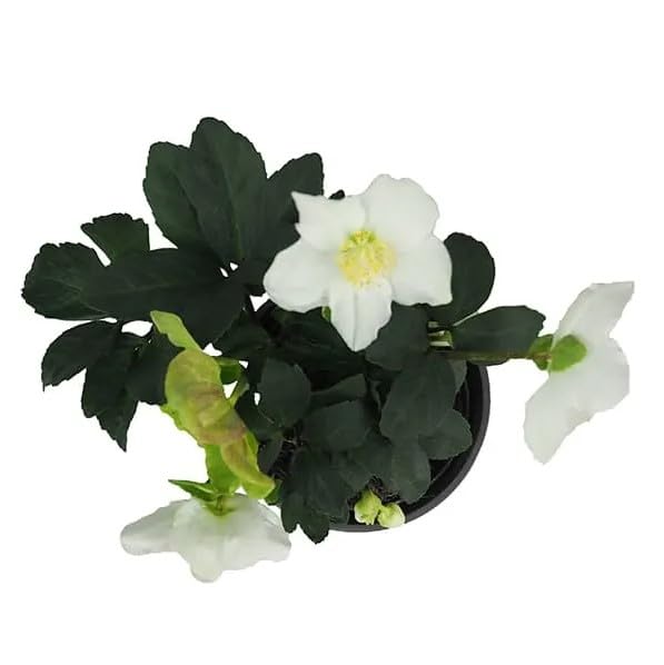 Helleborus Niger 'Christmas Carol' Planta Natural de Interior y Exterior