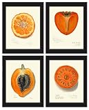 LoveThePrint Orange Fruit Botanical Kitchen Dinigng Room Wall Art Decor Print Set of 4 Beautiful Colorful Tropical Exotic Tangerine Persimmon Papaya Bael Golden Apple Antiqu Artwork Unframed POMO
