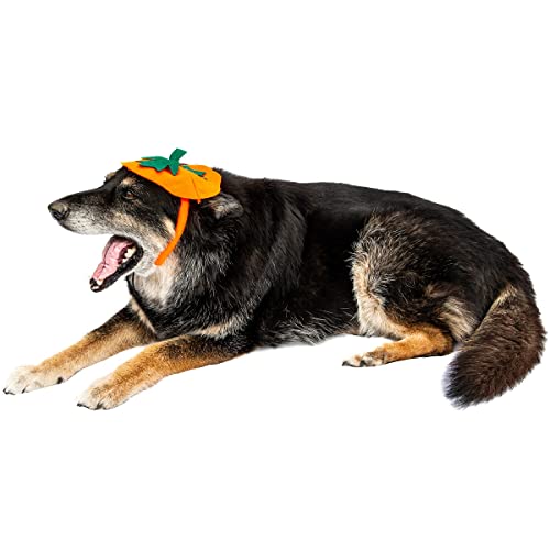 Disfraz bandana calabaza para perro Midlee Halloween miniatura 7