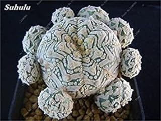 100 Real Mixed Cactus Seeds, Mini Cactus Covered, Fico d'Ondia, Flower Bonsai Seeds, Seeds in The Garden House so Rare 17: Only Seeds