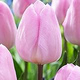5x Bulbes Tulipes Rose Fleurs de Printemps Bulbes Tulipes a planter Tulipe en Bulbe Light Pink