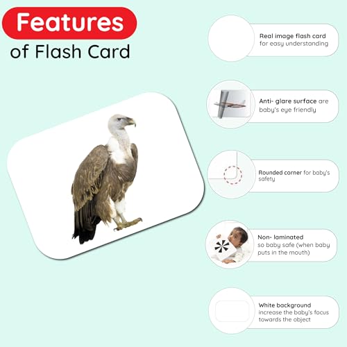 Image of Hungry Brain Flash Cards (Birds)