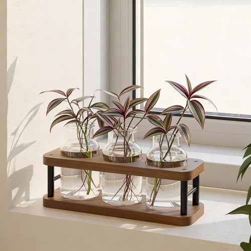 Vases de propagation en verre pour sauver vos boutures sans risque de pourriture