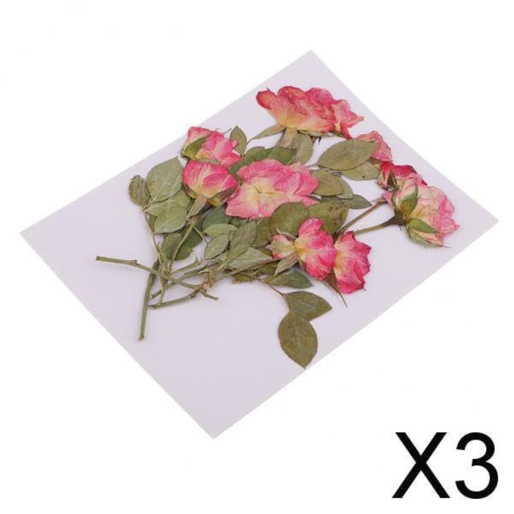 Pressed Dried Flowers Rose with Leaves for Crafting