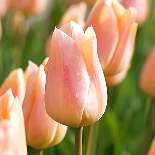 BRECK'S - Apricot Beauty Single Tulip Spring Flowering Bulb Mixture, Includes Set of 25 Bulbs per Offer