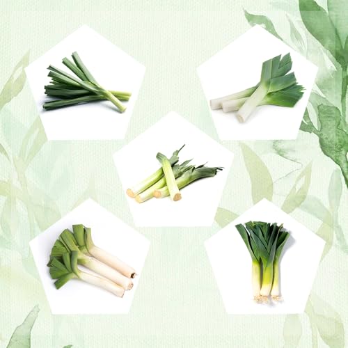 semi di porro biologico - interno Decorazione balcone stanza resistenti 800pcs