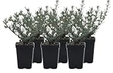 California Buckwheat 6 Live Plants (Eriogonum fasciculatum) – California Native Wildflower Shrub for Outdoor Gardens, Drought Tolerant Pollinator Friendly Landscaping
