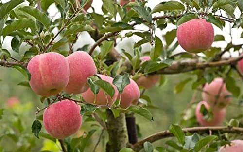 Rare Apple Tree Seeds 30+ Seeds Red Delicious Apple Seed Fruit Plant Garden #TOP2