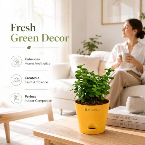 Image of Jade Plant with Pot | Live Jade Plant for Home Decor | Indoor Plant for Home & Office Desk | Lucky Zed Plant | Air Purifying Table Plant Gift