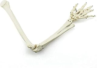 Human Joint Bone Model, Upper Limb Bone Anatomical Model (Including Humerus, Ulna, Hand Bone),Skeletal Model with Realistic Looking Bones & Movement