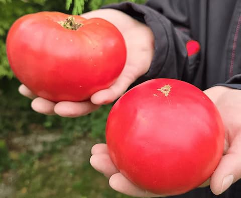 Image of Jumbo Italy Tomato Vegetable Seeds, Vegetable Seeds for Home Gardening, Vegetable Planting Seeds for Kitchen, Tomato Seeds (Pack of 200 Seeds) (Red, Jumbo Italy Tomato)