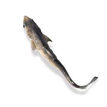 Preserved Spiny Dogfish Shark Squalus acanthias, 812 Authentic Formalin-Preserved Specimen for Dissection, Marine Biology Study, Anatomy Education, Science Classroom & Lab Learning