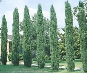 Italian Cypress - Size: 3-4', Live Plant, Includes Special Blend Fertilizer & Planting Guide