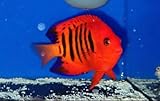 Flame Angel -Live Saltwater Aquarium Fish