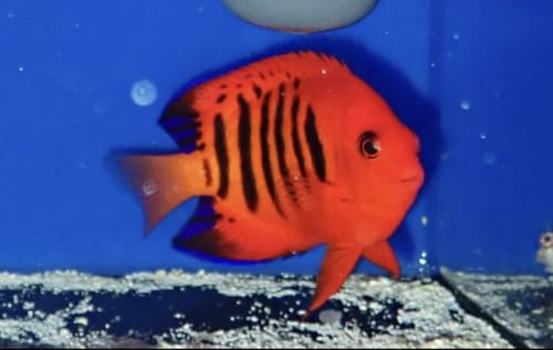 Flame Angel -Live Saltwater Aquarium Fish