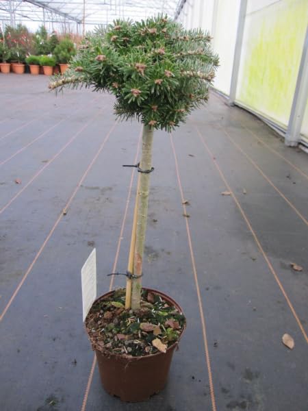 Abies koreana kryształowa kula - karzeł koreatanka kryształowa kula pień 40 cm