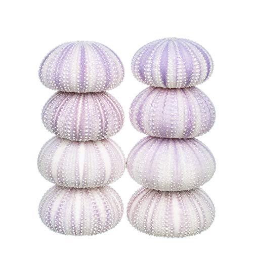 Sea Urchin | 8 Purple Sea Urchin Shell | 8 Purple Sea Urchin Shells For Craft And Decor | Plus Free Nautical Ebook By Joseph Rains #TOP3