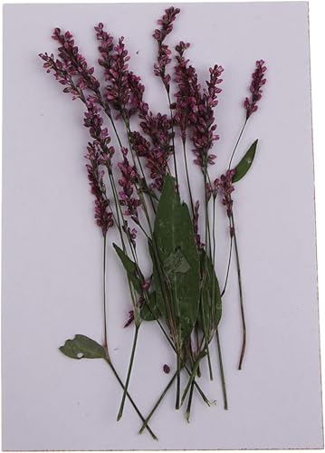 12 piezas flores secas naturales para decoración DIY miniatura 6