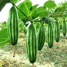 Natural Hybrid Parwal Live Plant/Potol Plant (Male 2 pic, Female 3 pic) Home - Garden Live Plant - Pack of 5