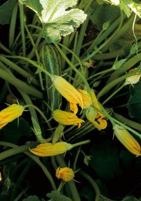 Salerno Seeds Squash Zucchini Blossoms Only Fiori Alberello 8 Grams Made in Italy Italian Non-GMO