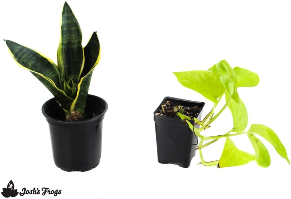 Josh's Frogs White's Tree Frog Vivarium Bioactive Plant Kit (18x18x18 Terrarium)