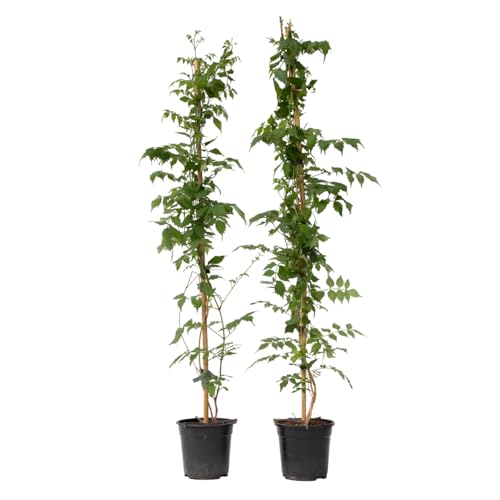Plant in a Box - Campsis 'Mme Galen' XL - Juego de 2 - Planta de jardín - Planta trepadora - 17 cm - Altura 110-120 cm