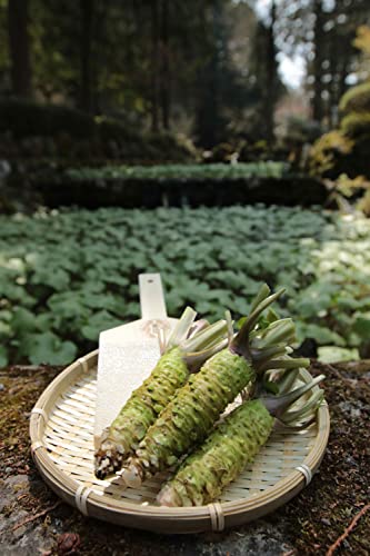 Kinjirushi Japanese Wasabi Paste (1.52 oz) Horseradish and Real Wasabi Root, Real Wasabi Paste, Wasabi Plant, Wasabi Sauce, Wasabi Seasoning, Wasabi Dressing, Fresh Wasabi Root, Spicy, Gluten Free, Sushi, Sashimi - Image 9