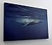 Produktbild Wal Unterwasserwelt Meer Leinwand Bild Wandbild Kunstdruck L1316 Größe 150 cm x 100 cm