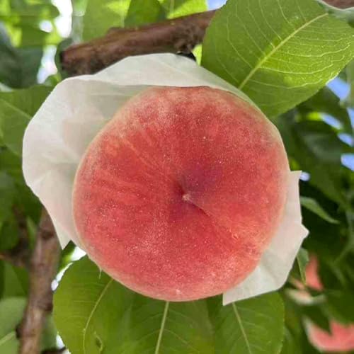 厳選桃 約1.8kg(6〜7玉)[2026年7月中旬〜8月下旬頃、順次お届け予定](SFN