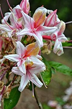 vegherb Rhododendron Azalea Rare Ouest Occidentale Arbuste 20 graines