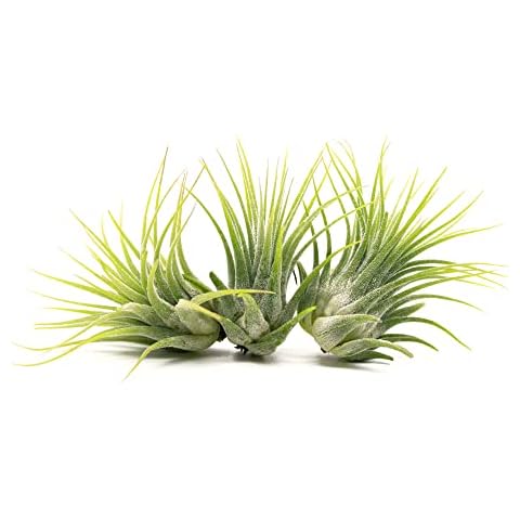 NW Wholesaler - Pack of 3 Tillandsia Air Plants 1-2 Inch - Assorted Air Plant Bundle - Live Indoor House Air Succulents - Air Ferns Cover