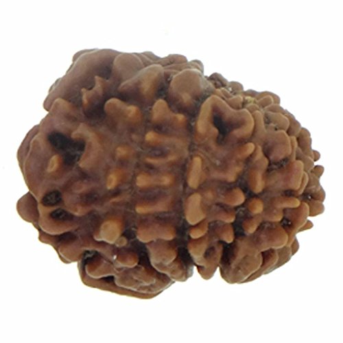 Image of Arihant Gems & Jewels 11 Mukhi Faced Rudraksha | Natural & Certified | Astrological Benefits | Positive Energy | Unisex for Men & Women (Nepali Rudraksha)