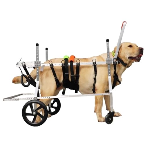 Fauteuils roulants pour chiens âgés souffrant de paralysie ou arthrite