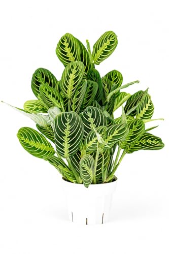 Lemon Lime Maranta Live Plant -Indoor House Plant - Prayer Plant - Low Light Houseplants - Plants Live Houseplants Low Maintenance - 6 Pot