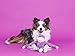 ZippyPaws Crinkle Monkey - Interactive Dog Toys to Keep Them Busy, Squeaky Plush Pet Toy for All Breeds, Small and Medium Dogs, Contains 1 Round Squeaker - Small, Purple