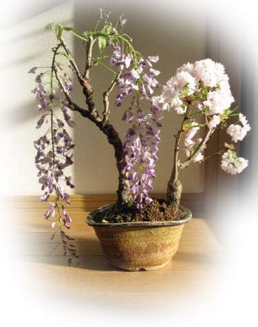 Amazon 藤と桜の寄せ植え盆栽 春に咲く鉢花寄せ植え 盆栽