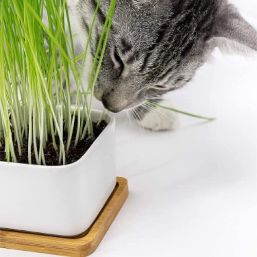 Pfotenolymp Premium Cat Grass Bowl/Cat Grass Set - Ceramic Cat Grass Bowl - Plant Set Ready With Seeds, Soil And Pot For Cats - With Ceramic Bowl - Diy #TOP4