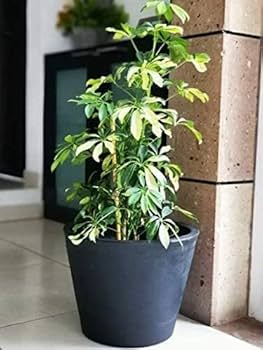 英国プラスチック植木鉢14×15×73 プラスチック植木鉢14×15×73 - メルカリ